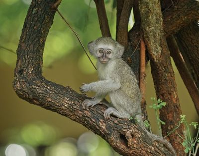 Blouaap / Vervet Monkey