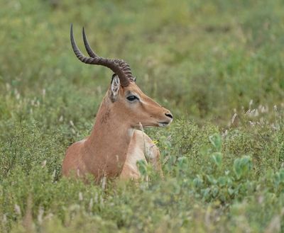 Rooibok / Impala