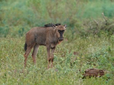 Blouwildebees / Blue Wildebeest