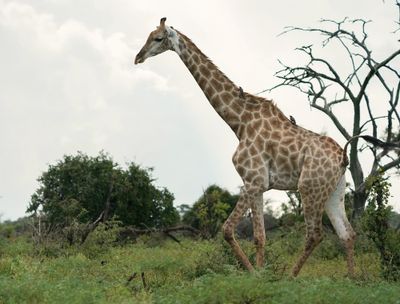 Kameelperd / Giraffe
