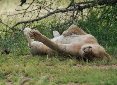 Leeu / Lion