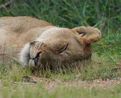 Leeu / Lion