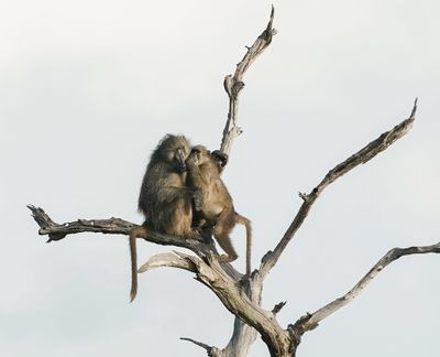 Kaapse bobbejaan / Cape Baboon