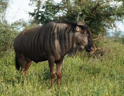 Blouwildebees / Blue Wildebeest