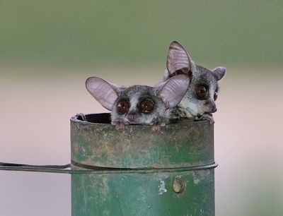 Nagapie / Lesser Bushbaby