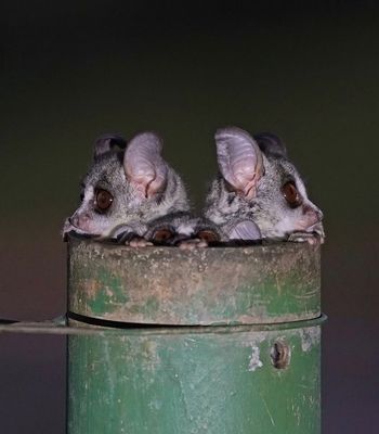 Nagapie / Lesser Bushbaby