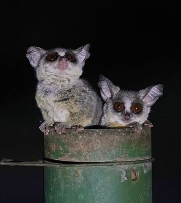 Nagapie / Lesser Bushbaby