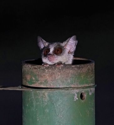 Nagapie / Lesser Bushbaby