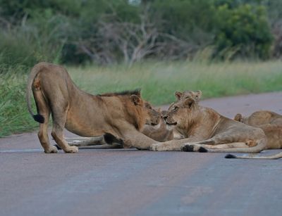Leeu / Lion
