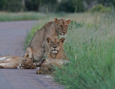 Leeu / Lion
