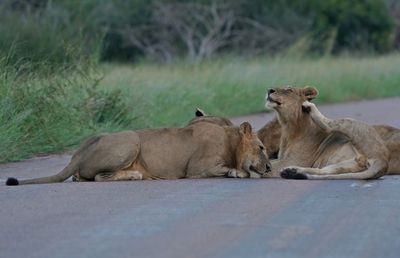 Leeu / Lion