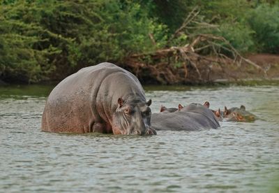 Seekoei / Hippo