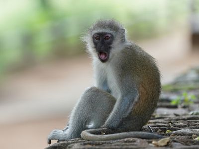 Blouaap / Vervet Monkey