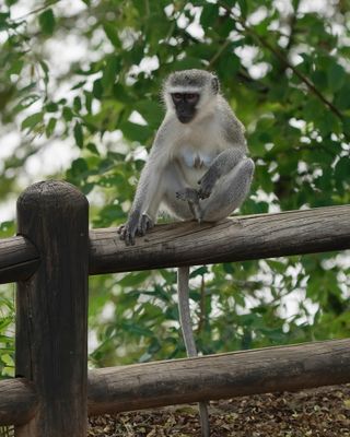 Blouaap / Vervet Monkey