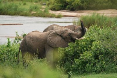 Savanne-olifant / African Elephant