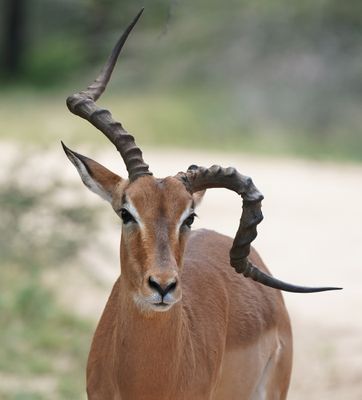 Rooibok / Impala