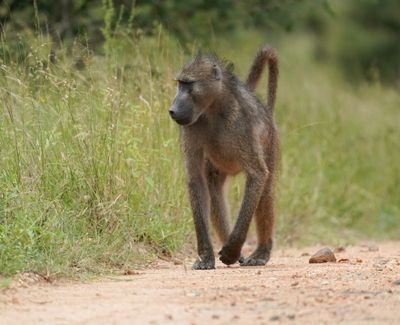Kaapse bobbejaan / Cape Baboon