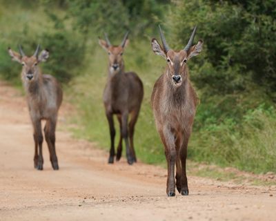 Waterbok / Waterbuck