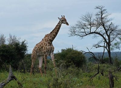 Kameelperd / Giraffe