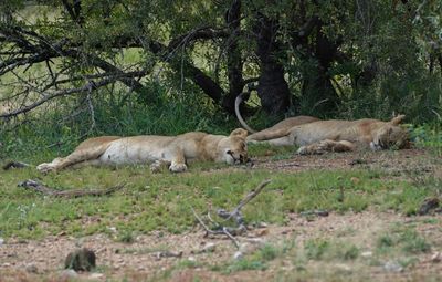 Leeu / Lion