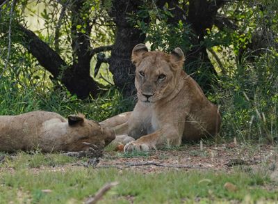 Leeu / Lion