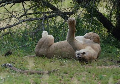 Leeu / Lion