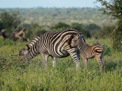 Sebra / Common Zebra
