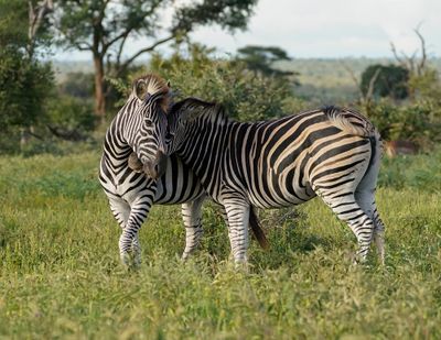 Sebra / Common Zebra