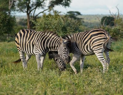 Sebra / Common Zebra