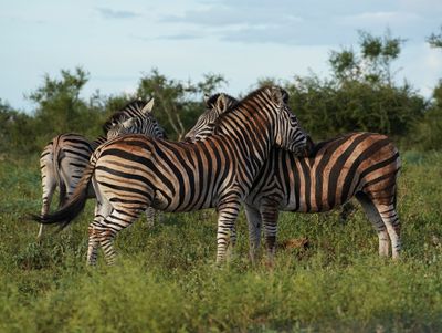 Sebra / Common Zebra