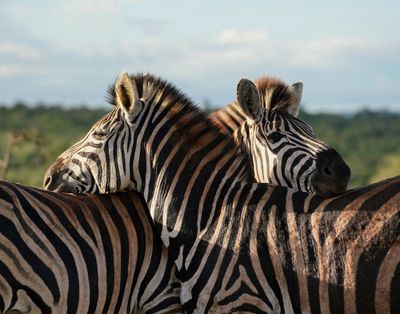 Sebra / Common Zebra