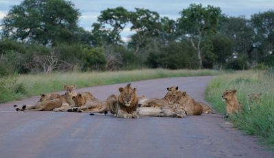 Leeu / Lion