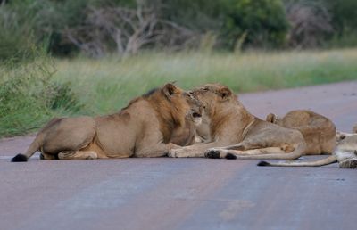 Leeu / Lion