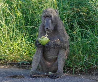 Kaapse bobbejaan / Cape Baboon