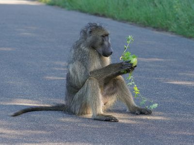 Kaapse bobbejaan / Cape Baboon