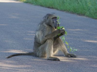 Kaapse bobbejaan / Cape Baboon