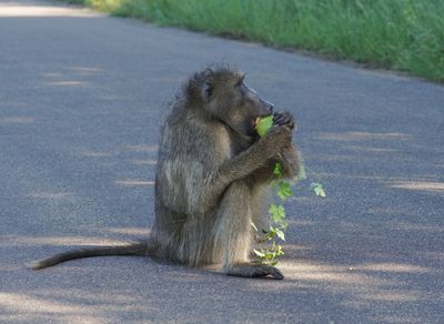 Kaapse bobbejaan / Cape Baboon