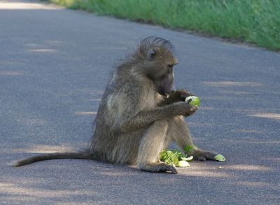 Kaapse bobbejaan / Cape Baboon
