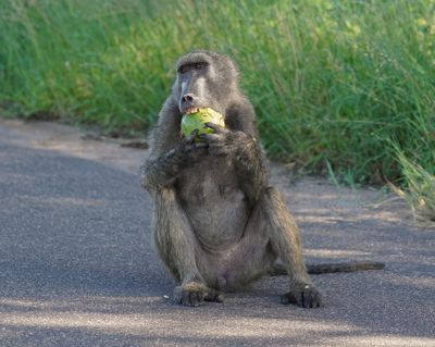 Kaapse bobbejaan / Cape Baboon