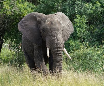 Savanne-olifant / African Elephant