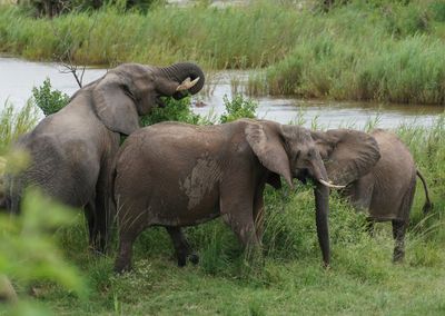 Savanne-olifant / African Elephant