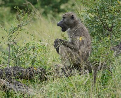 Kaapse bobbejaan / Cape Baboon