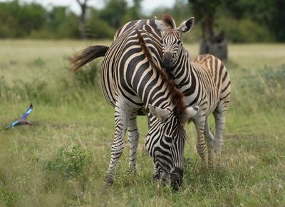 Sebra / Common Zebra