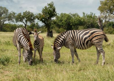Sebra / Common Zebra