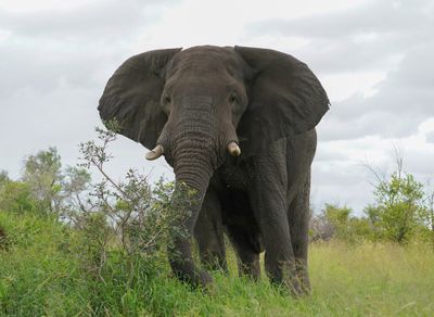 Savanne-olifant / African Elephant