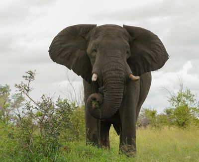 Savanne-olifant / African Elephant