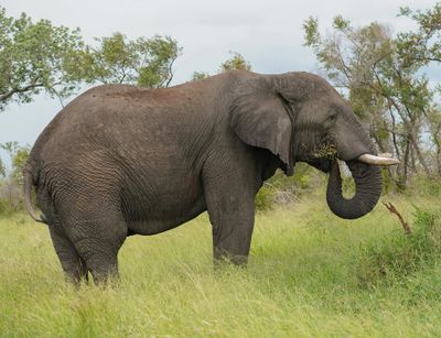 Savanne-olifant / African Elephant