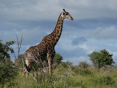 Kameelperd / Giraffe