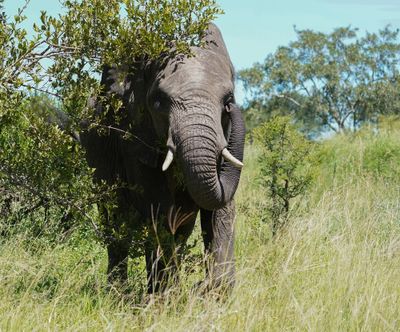 Savanne-olifant / African Elephant