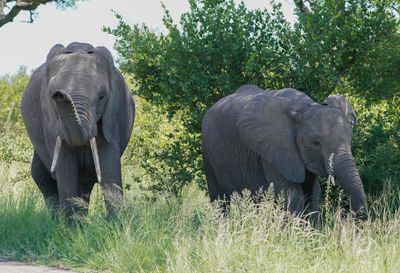Savanne-olifant / African Elephant